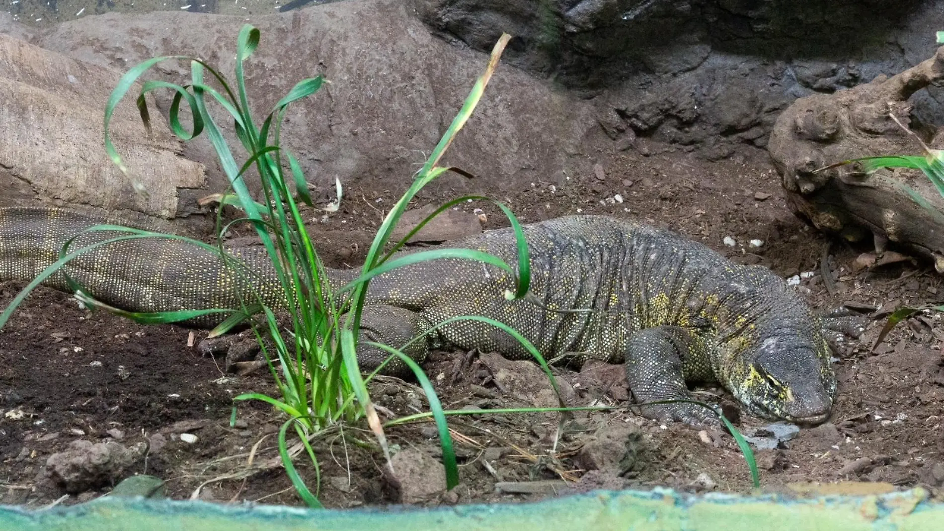 Varano del Nilo abandonado en Xochimilco ya tiene hogar en el Zoológico de Chapultepec